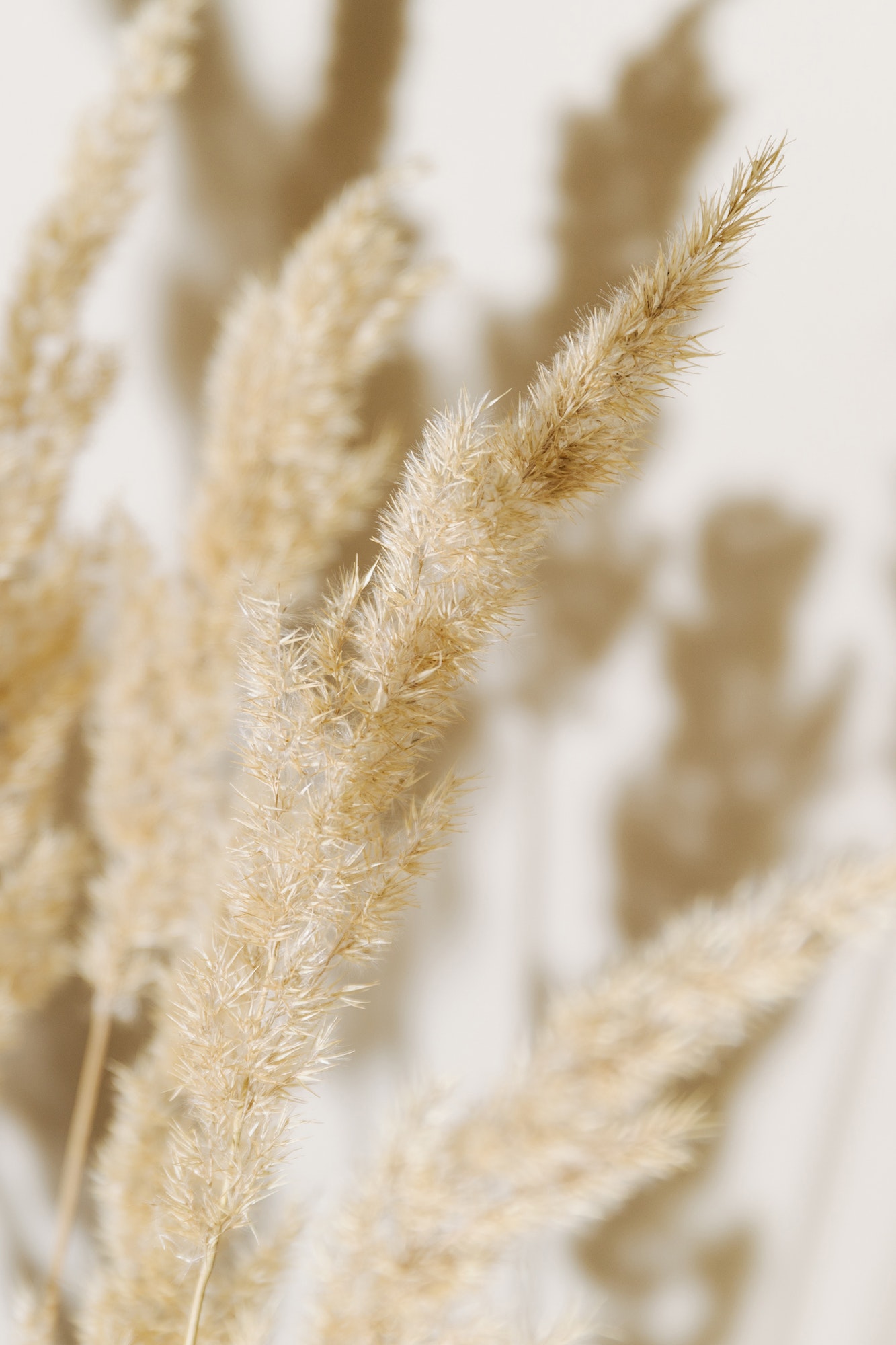 Pampas grass branch on pastel neutral beige background. Minimal, styled concept with reeds foliage